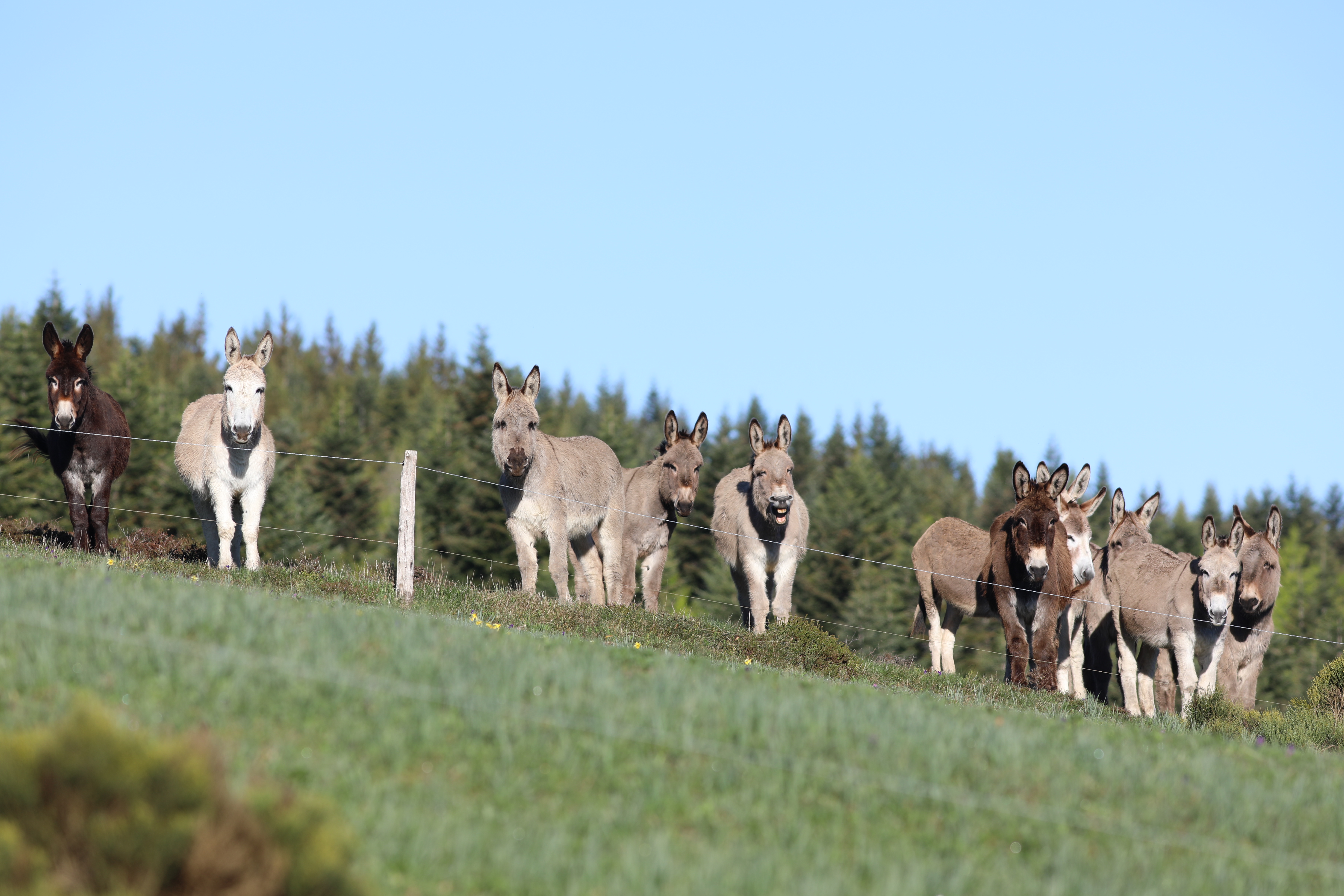 Les ânes de Farfara dans les monts d'Ardèche