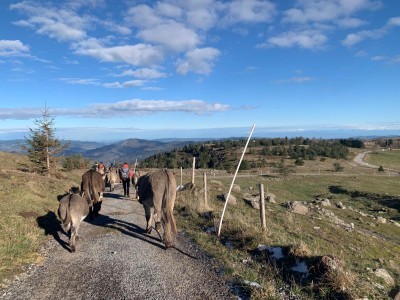 Transhumance avec les ânes