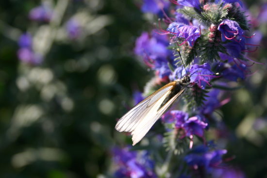 Le monde mystérieux des insectes Le monde mystérieux des insectes