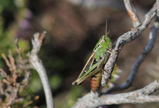 Le monde mystérieux des insectes Le monde mystérieux des insectes