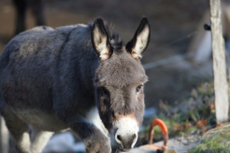 Arrivée d'un nouvel âne chez les ânes de Farfara