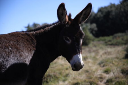 Un nouvel âne à la ferme du Pré du Bois