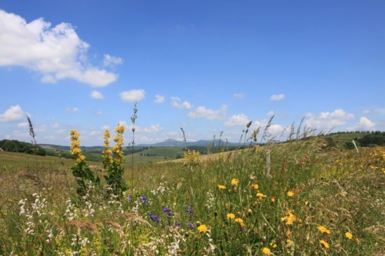 Déguster l'Ardèche et ses plantes sauvages de montagne Déguster l'Ardèche et ses plantes sauvages de montagne