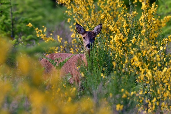 Les animaux et les arbres de nos forêts Les animaux et les arbres de nos forêts