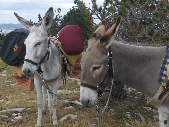Bivouac pleine nature avec les ânes Bivouac pleine nature avec les ânes