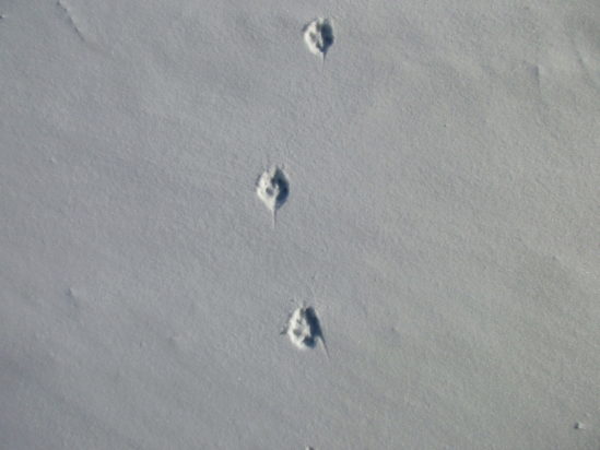 Traces d'animaux et indices de vie en hiver Traces d'animaux et indices de vie en hiver