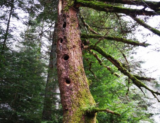 La vie de la forêt, le jeu 100% nature La vie de la forêt, le jeu 100% nature