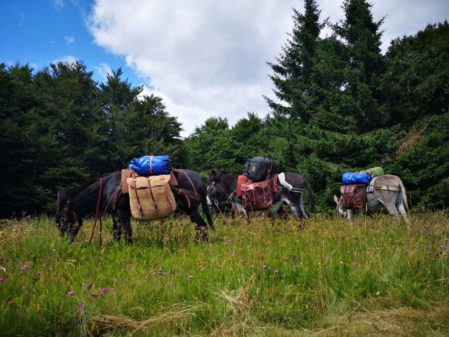 Séjour rando âne et bivouac aux sources de la Loire