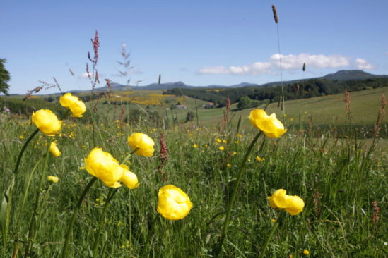 La flore exceptionnelle des prairies du mont Gerbier de Jonc La flore exceptionnelle des prairies du mont Gerbier de Jonc
