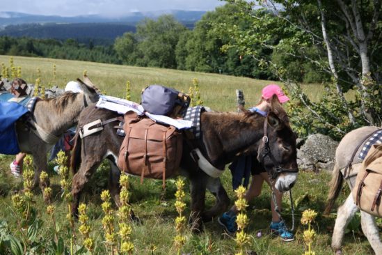 Escapade famille au pays des sources de la Loire avec un âne Escapade famille au pays des sources de la Loire avec un âne