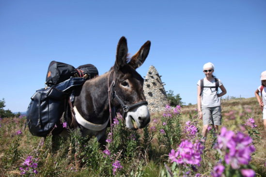 Location âne de 2 à 15 jours Location âne de 2 à 15 jours