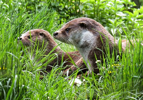 Sur les traces de la discrète loutre de nos rivières Sur les traces de la discrète loutre de nos rivières