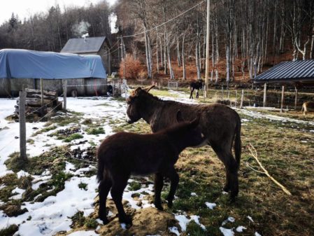 Naissance d'un ânon au Pré du Bois