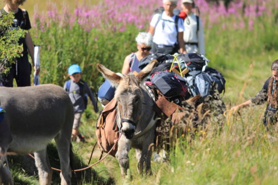 Les sources de la Loire avec un âne dans les Monts d'Ardèche guidé Les sources de la Loire avec un âne dans les Monts d'Ardèche guidé